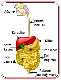 metin, meyve, yemek, gıda içeren bir resim

Yapay zeka tarafından oluşturulmuş içerik yanlış olabilir.